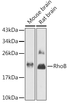 Western blot analysis of extracts of various cell lines using RhoB Polyclonal Antibody at 1:1000 dilution.