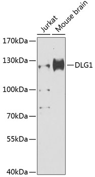 Western blot analysis of extracts of various cell lines using DLG1 Polyclonal Antibody at 1:1000 dilution.