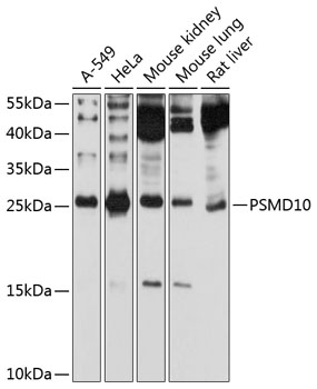 Western blot analysis of extracts of various cell lines using PSMD10 Polyclonal Antibody at 1:1000 dilution.