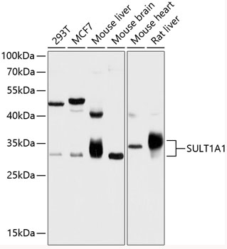 Western blot analysis of extracts of various cell lines using SULT1A1 Polyclonal Antibody at 1:1000 dilution.