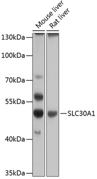 Western blot analysis of extracts of various cell lines using SLC30A1 Polyclonal Antibody at 1:1000 dilution.