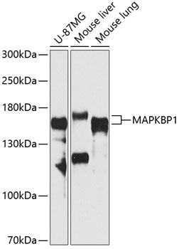 Western blot analysis of extracts of various cell lines using MAPKBP1 Polyclonal Antibody at 1:1000 dilution.