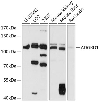 Western blot analysis of extracts of various cell lines using ADGRD1 Polyclonal Antibody at 1:1000 dilution.