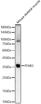 Western blot analysis of Mouse skeletal muscle using FFAR3 Polyclonal Antibody at 1:1000 dilution.