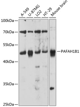 Western blot analysis of extracts of various cell lines using PAFAH1B1 Polyclonal Antibody at 1:3000 dilution.