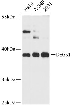 Western blot analysis of extracts of various cell lines using DEGS1 Polyclonal Antibody at 1:3000 dilution.