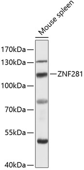 Western blot analysis of extracts of mouse spleen using ZNF281 Polyclonal Antibody at 1:3000 dilution.