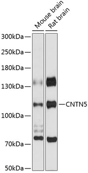 Western blot analysis of extracts of various cell lines using CNTN5 Polyclonal Antibody at 1:3000 dilution.