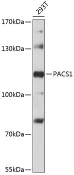 Western blot analysis of extracts of 293T cells using PACS1 Polyclonal Antibody at 1:3000 dilution.