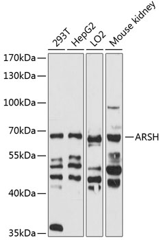 Western blot analysis of extracts of various cell lines using ARSH Polyclonal Antibody at 1:3000 dilution.