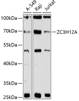 Western blot analysis of extracts of various cell lines using ZC3H12A Polyclonal Antibody at 1:3000 dilution.