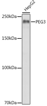 Western blot analysis of extracts of HepG2 cells using PEG3 Polyclonal Antibody at 1:1000 dilution.