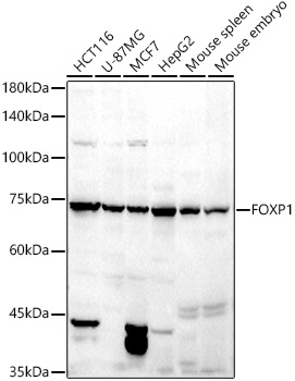 Western blot analysis of extracts of various cell lines using FOXP1 Polyclonal Antibody at 1:500 dilution.