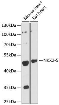 Western blot analysis of extracts of various cell lines using NKX2-5 Polyclonal Antibody at 1:3000 dilution.