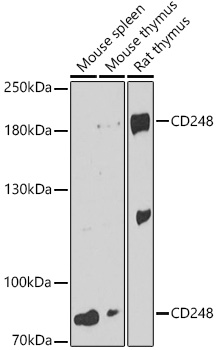 Western blot analysis of extracts of various cell lines using CD248 Polyclonal Antibody at 1:3000 dilution.