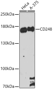 Western blot analysis of extracts of various cell lines using CD248 Polyclonal Antibody at 1:3000 dilution.