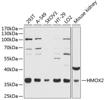 Western blot analysis of extracts of various cell lines using HMOX2 Polyclonal Antibody at 1:3000 dilution.