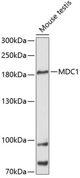 Western blot analysis of extracts of mouse testis using MDC1 Polyclonal Antibody at 1:3000 dilution.