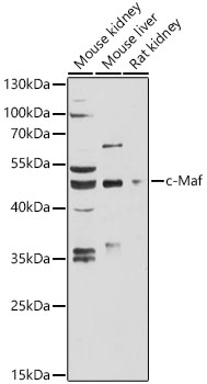 Western blot analysis of extracts of various cell lines using c-Maf Polyclonal Antibody at 1:3000 dilution.