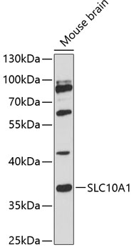 Western blot analysis of extracts of mouse brain using SLC10A1 Polyclonal Antibody at 1:3000 dilution.