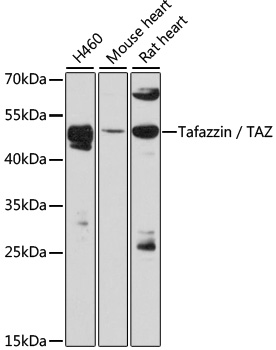 Western blot analysis of extracts of various cell lines using Tafazzin / TAZ Polyclonal Antibody at 1:3000 dilution.