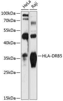 Western blot analysis of extracts of various cell lines using HLA-DRB5 Polyclonal Antibody at 1:3000 dilution.