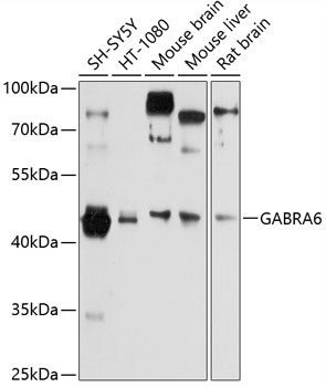 Western blot analysis of extracts of various cell lines using GABRA6 Polyclonal Antibody at 1:3000 dilution.