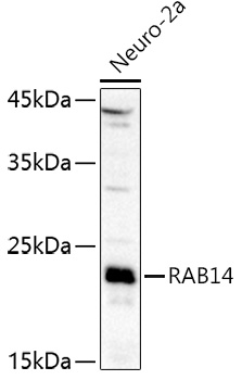 Western blot analysis of extracts of Neuro-2a cells using RAB14 Polyclonal Antibody at 1:1000 dilution.