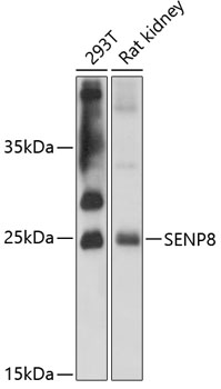 Western blot analysis of extracts of various cell lines using SENP8 Polyclonal Antibody at 1:3000 dilution.