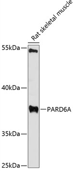 Western blot analysis of extracts of rat skeletal muscle using PARD6A Polyclonal Antibody at 1:3000 dilution.