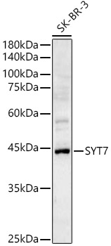 Western blot analysis of SK-BR-3 using SYT7 Polyclonal Antibody at 1:1000 dilution.