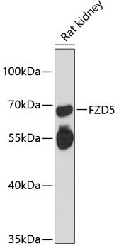 Western blot analysis of extracts of rat kidney using FZD5 Polyclonal Antibody at 1:3000 dilution.