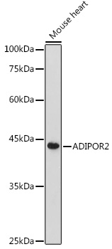 Western blot analysis of extracts of Mouse heart using ADIPOR2 Polyclonal Antibody at 1:500 dilution.