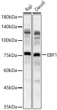 Western blot analysis of various lysates using EBF1 Polyclonal Antibody at 1:2000 dilution.