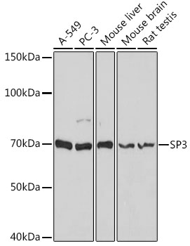 Western blot analysis of extracts of various cell lines using SP3 Polyclonal Antibody at 1:1000 dilution.