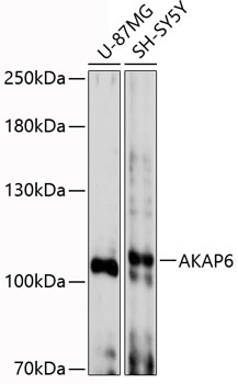 Western blot analysis of extracts of various cell lines using AKAP6 Polyclonal Antibody at 1:3000 dilution.