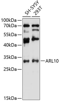 Western blot analysis of extracts of various cell lines using ARL10 Polyclonal Antibody at 1:3000 dilution.