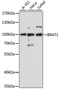 Western blot analysis of extracts of various cell lines using Brat1 Polyclonal Antibody at 1:3000 dilution.