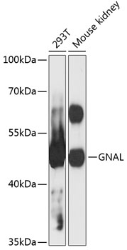 Western blot analysis of extracts of various cell lines using GNAL Polyclonal Antibody at 1:3000 dilution.