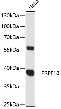 Western blot analysis of extracts of HeLa cells using PRPF18 Polyclonal Antibody at 1:3000 dilution.