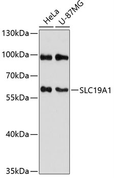 Western blot analysis of extracts of various cell lines using SLC19A1 Polyclonal Antibody at 1:3000 dilution.