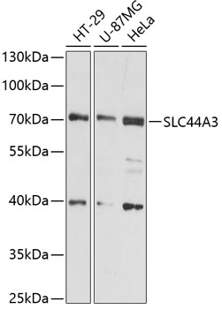 Western blot analysis of extracts of various cell lines using SLC44A3 Polyclonal Antibody at 1:3000 dilution.