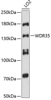 Western blot analysis of extracts of LO2 cells using WDR35 Polyclonal Antibody at 1:3000 dilution.