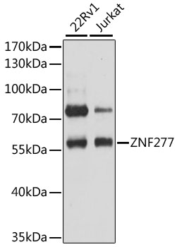 Western blot analysis of extracts of various cell lines using ZNF277 Polyclonal Antibody at 1:3000 dilution.