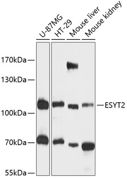 Western blot analysis of extracts of various cell lines using ESYT2 Polyclonal Antibody at 1:3000 dilution.