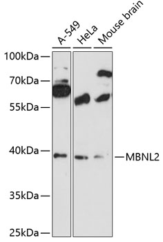 Western blot analysis of extracts of various cell lines using MBNL2 Polyclonal Antibody at 1:3000 dilution.