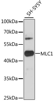 Western blot analysis of extracts of SH-SY5Y cells using MLC1 Polyclonal Antibody at 1:3000 dilution.