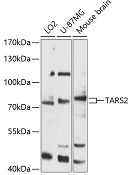 Western blot analysis of extracts of various cell lines using TARS2 Polyclonal Antibody at 1:3000 dilution.