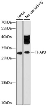 Western blot analysis of extracts of various cell lines using THAP3 Polyclonal Antibody at 1:3000 dilution.