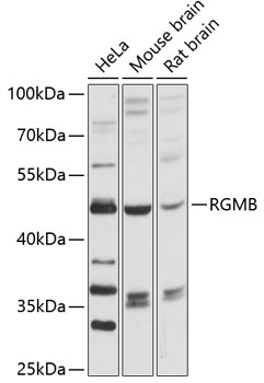 Western blot analysis of extracts of various cell lines using RGMB Polyclonal Antibody at 1:3000 dilution.